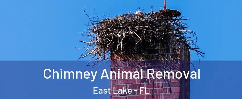  Chimney Animal Removal East Lake - FL
