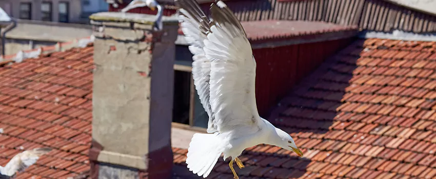 Residential Chimney Animal Removal Solution in East Lake, FL