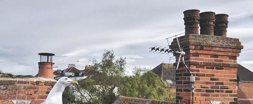 Chimney Cleaning And Restoration in East Lake, Florida